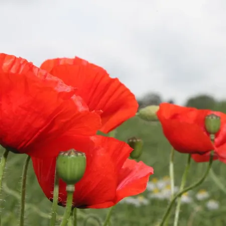 Apartament Haus Berlin 74 'ostseeblick' Großenbrode